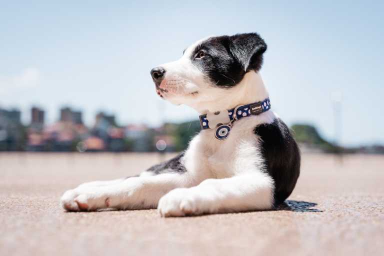 Chien Border Collie allongé au soleil, portant un collier bleu à pois avec une médaille Red Dingo motif œil "01-EE-DB-ME".