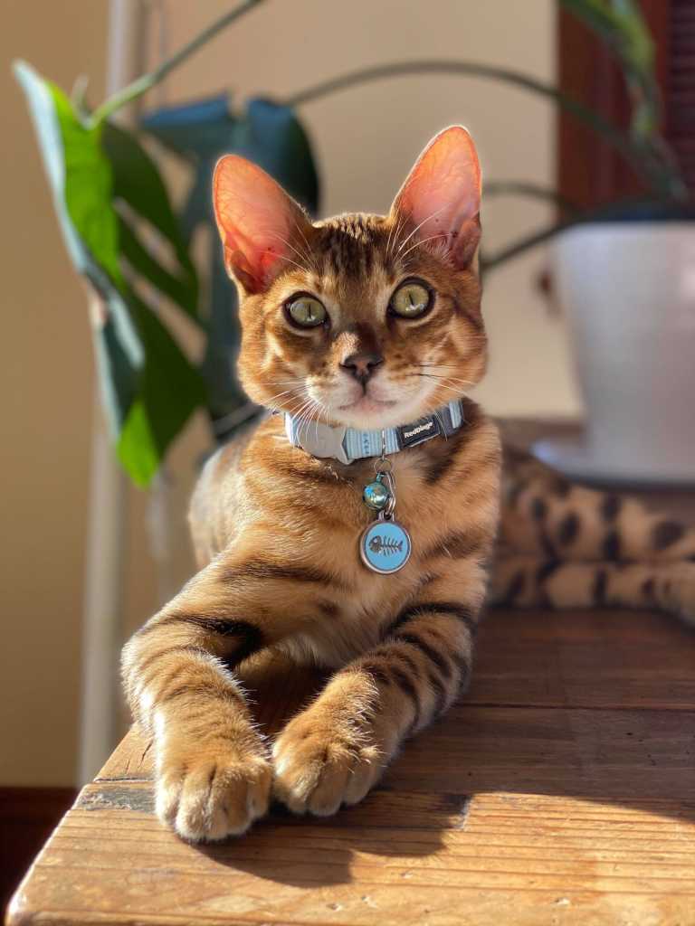 Chat Bengal allongé au soleil, portant une médaille Red Dingo à graver avec motif arête de poisson bleue, accrochée à un collier classique bleu clair.