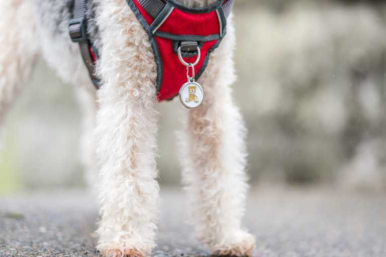 Médaille chien Red Dingo "01-TB-WT" à graver, avec motif ourson beige sur fond blanc, accrochée à un harnais rouge porté par un petit chien bouclé.