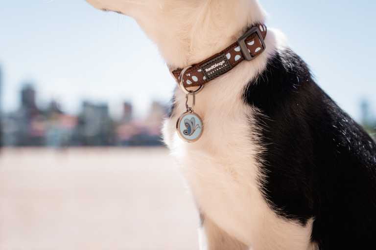 Médaille pour chien Red Dingo "01-BL-LB-LG" à personnaliser, motif papillon bleu clair, accrochée au collier à pois d’un chien noir et blanc en extérieur urbain.