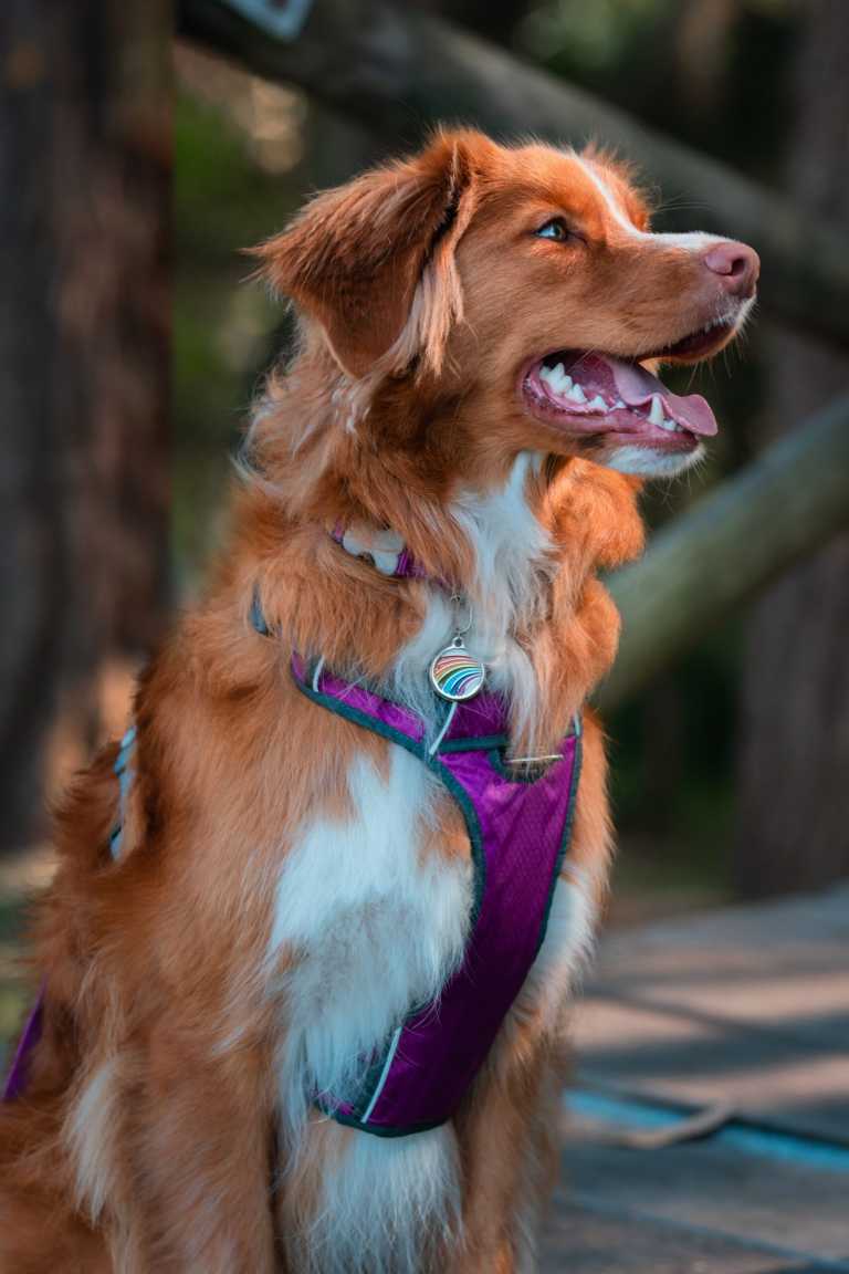 Médaille Red Dingo motif arc-en-ciel, portée par un Nova Scotia Duck Tolling Retriever roux et blanc avec harnais violet.