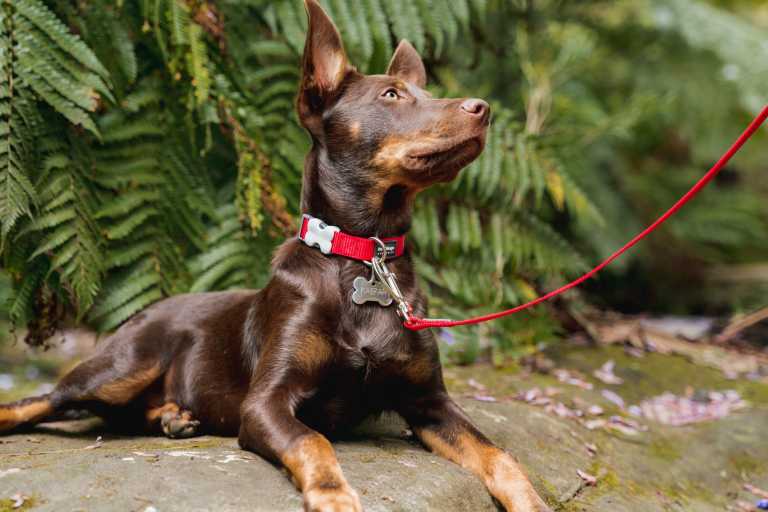 Médaille Red Dingo pour chien, forme os à graver, portée par un Kelpie australien chocolat, collier rouge Red Dingo et laisse assortie.